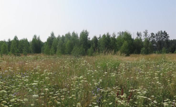 parcel for sale - Zabłudów (gw), Kuriany