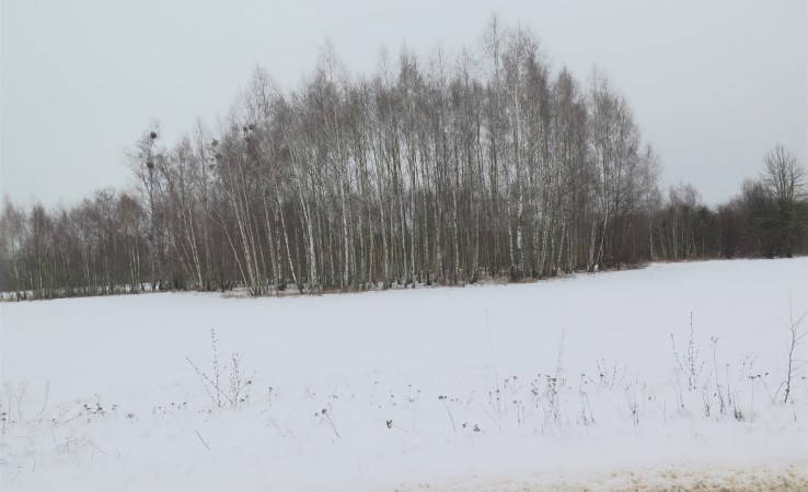 parcel for sale - Turośń Kościelna, Baciuty-Kolonia